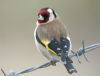 Goldfinch