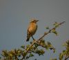 Whinchat