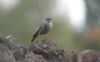 Black Redstart