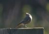 Black Redstart