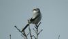 Great Grey Shrike