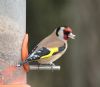 Goldfinch