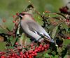 Photo of Waxwing at Widmer End, Buckinghamshire. Taken by Mike Wallen on 19th March 2011.