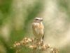 Whinchat
