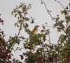 Whinchat