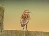 Whinchat