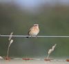 Whinchat