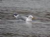 Photo of Yellow-legged Gull at Calvert, Buckinghamshire. Taken by P Tizzard on 6th December 2011.