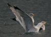 Photo of Yellow-legged Gull at Calvert BBOWT Lake, Calvert, Buckinghamshire. Taken by Tim Watts on 15th December 2011.