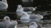 Photo of Caspian Gull at Calvert BBOWT Lake, Calvert, Buckinghamshire. Taken by Tim Watts on 15th December 2011.