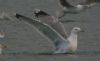 Photo of Caspian Gull at Calvert BBOWT Lake, Calvert, Buckinghamshire. Taken by Tim Watts on 15th December 2011.