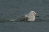 Photo of Caspian Gull at Calvert BBOWT Lake, Calvert, Buckinghamshire. Taken by Tim Watts on 15th December 2011.