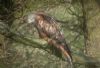 Photo of Red Kite at Marlow Bottom, Buckinghamshire. Taken by Adam Bassett on 22nd January 2012.