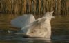 Iceland Gull