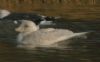 Iceland Gull