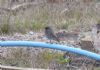 Black Redstart