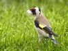 Goldfinch