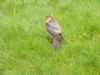 Sparrowhawk