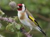 Goldfinch