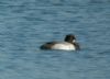 Scaup