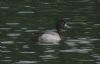 Scaup