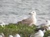 Caspian Gull