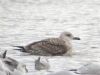 Yellow-legged Gull