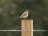 Wheatear