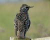 Starling