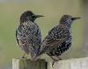 Starling