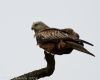 Photo of Red Kite at Edgcott, Buckinghamshire. Taken by Martin Ansley on 18th December 2012.