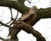 Photo of Red Kite at Edgcott, Buckinghamshire. Taken by Martin Ansley on 18th December 2012.