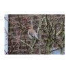 Waxwing