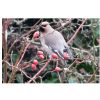 Waxwing
