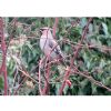 Waxwing