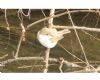 Siberian Chiffchaff
