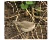 Siberian Chiffchaff