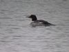 Goosander