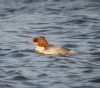 Goosander
