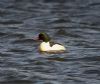 Goosander
