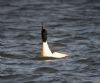 Goosander