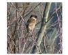 Stonechat