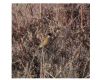 Stonechat