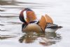 Photo of Mandarin Duck at Emberton, Buckinghamshire. Taken by Jason Chalk on 22nd February 2013.