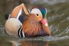 Photo of Mandarin Duck at Emberton, Buckinghamshire. Taken by Jason Chalk on 22nd February 2013.