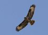 Buzzard at Westcott, Buckinghamshire. Photographed by Ann B on 6th April 2013.