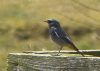 Black Redstart