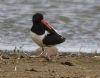 Oystercatcher