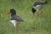 Oystercatcher