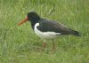 Oystercatcher